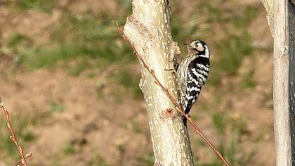 Lesser Spotted Woodpecker