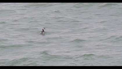 Great Crested Grebe