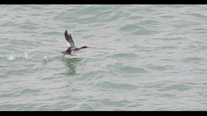 Red-breasted Merganser