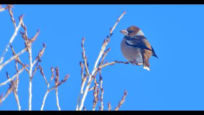 Hawfinch