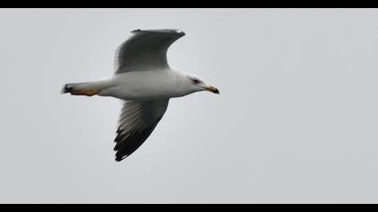 Van gölü martısı