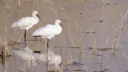 Eurasian Spoonbill