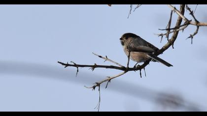 Uzunkuyruklu baştankara