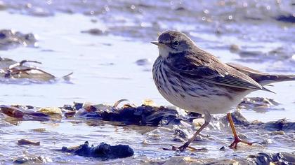 Meadow Pipit