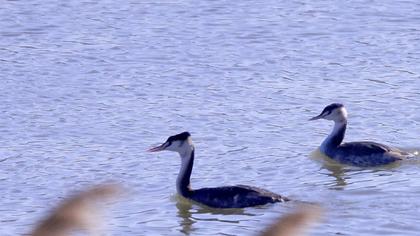 Great Crested Grebe