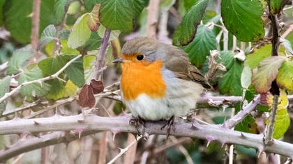 European Robin