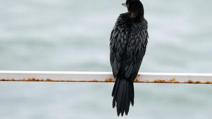 Pygmy Cormorant
