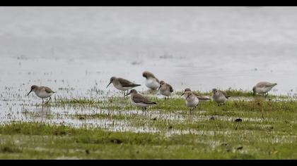 Karakarınlı kumkuşu