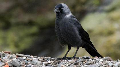 Western Jackdaw