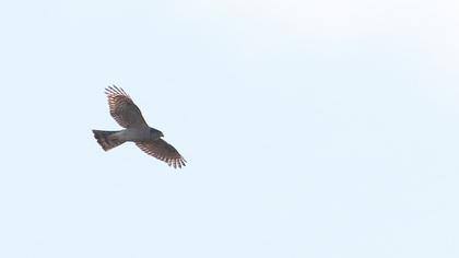 Eurasian Sparrowhawk