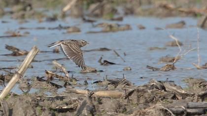 Eurasian Skylark