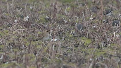 European Golden Plover