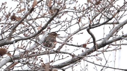 Redwing
