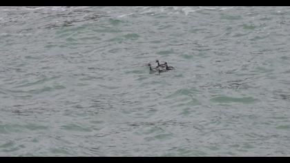 Black-necked Grebe