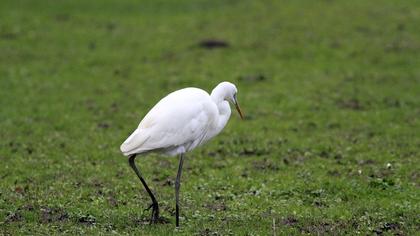 Büyük ak balıkçıl