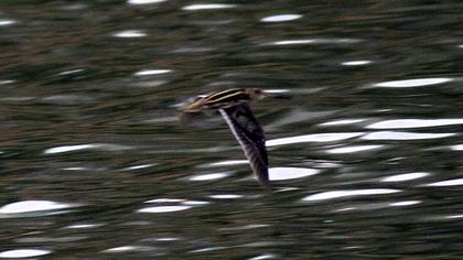 Küçük suçulluğu