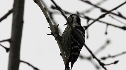 Küçük ağaçkakan