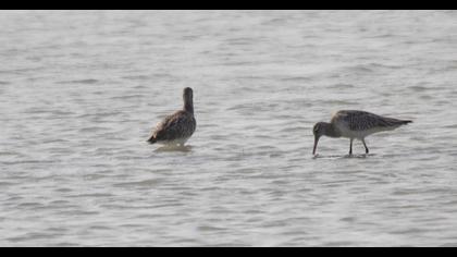 Kıyı çamurçulluğu