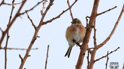 Common Linnet