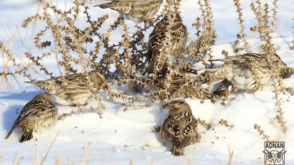 Rock Sparrow