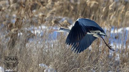 Grey Heron