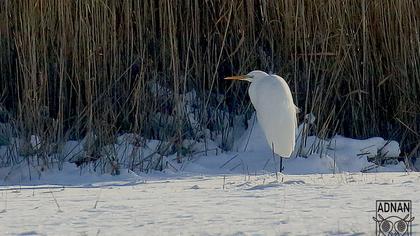 Büyük ak balıkçıl