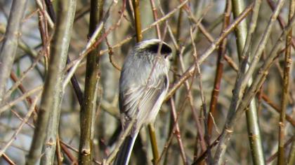 Uzunkuyruklu baştankara