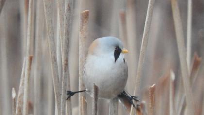 Bıyıklı baştankara