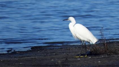 Küçük ak balıkçıl