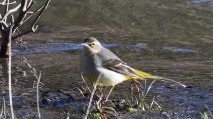 Dağ kuyruksallayanı