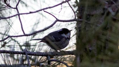 Coal Tit