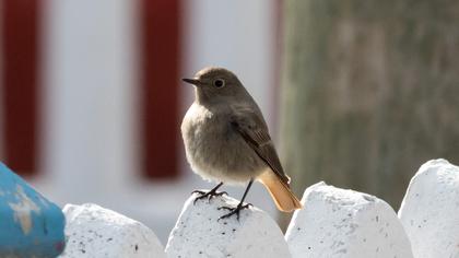 Black Redstart