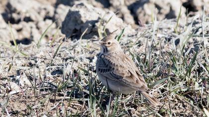 Crested Lark