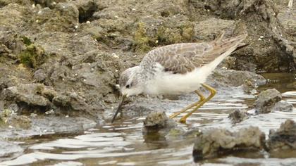 Bataklık düdükçünü