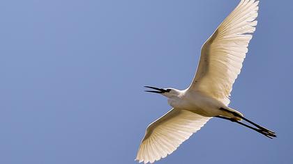 Küçük ak balıkçıl