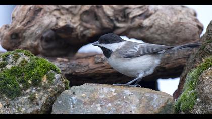 Akyanaklı baştankara