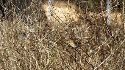 Bataklık Kirazkuşu