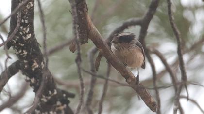Uzunkuyruklu baştankara