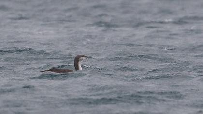 Karagerdanlı dalgıç