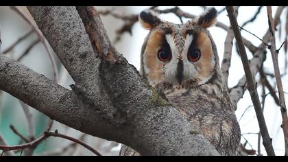 Kulaklı orman baykuşu
