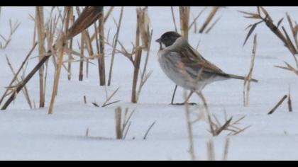 Bataklık Kirazkuşu
