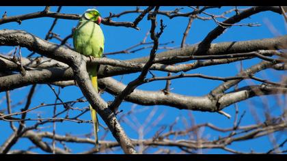 Rose-ringed Parakeet