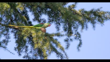 Alexandrine Parakeet