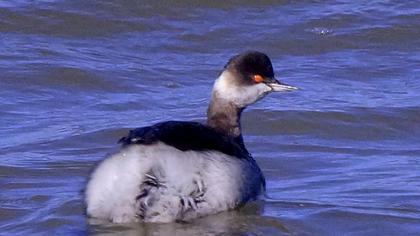 Karaboyunlu batağan