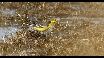 Sarıbaşlı kuyruksallayan