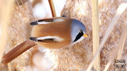 Bıyıklı baştankara