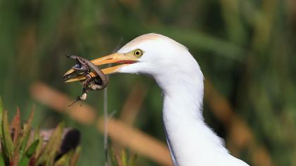Sığır balıkçılı