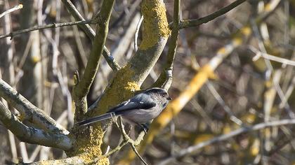 Uzunkuyruklu baştankara
