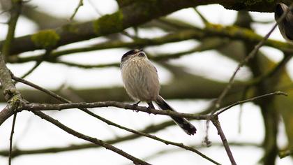 Uzunkuyruklu baştankara