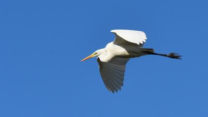 Büyük ak balıkçıl